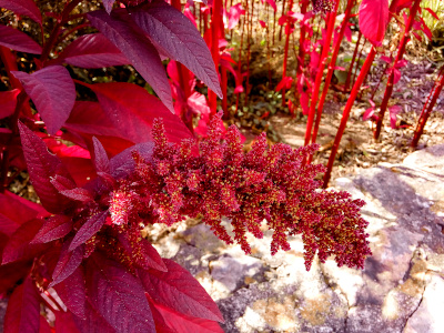 [A tall red plant with red stems and leaves has a cylindrical bloom with thick spikes of red with green nubs. The spikes maybe tiny flowers bunched together, but the green nubs are like flecks of green in a sea of red.]